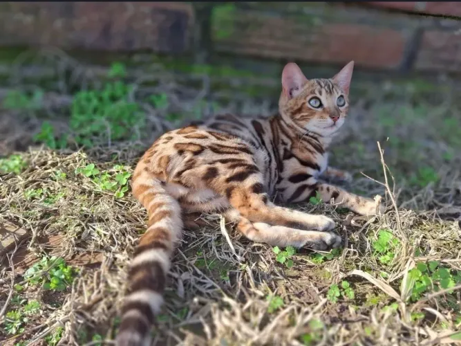 Gata bengal adulta