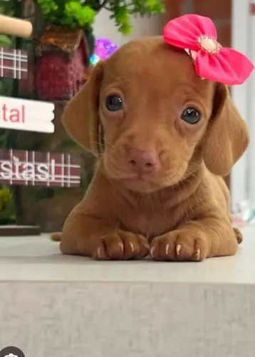 LINDOS FILHOTES FÊMEA DACHSHUND PORTE PEQUENA