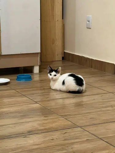 Gatinhos para adoção 