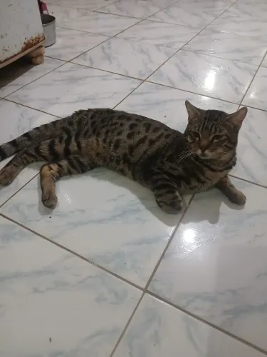 Casal de gatos bengal