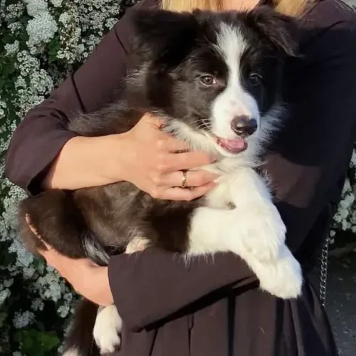 Filhotes de Border Collie | Amor que não tem fim!
