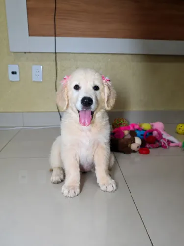 Golden Retriever fêmea 