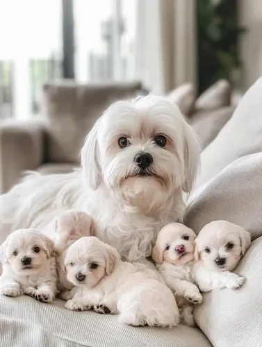 Filhotes De Maltês - O Companheiro Perfeito Para Sua Vida