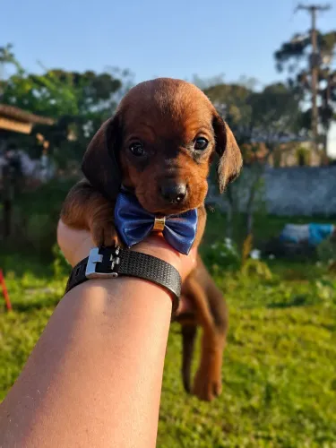 Dachshund amoroso e companheiro fiel 
