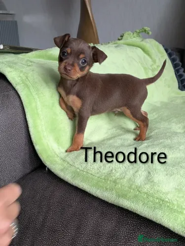 Cachorro filhote Pinscher/ Pincher com linhagem selecionada