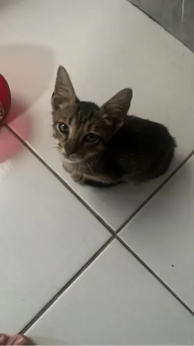 Doação de gatinho!