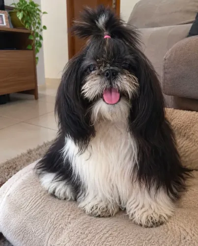 Filhotes de Shih Tzu para reserva