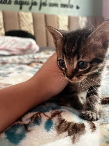 PET GATINHO MACHO