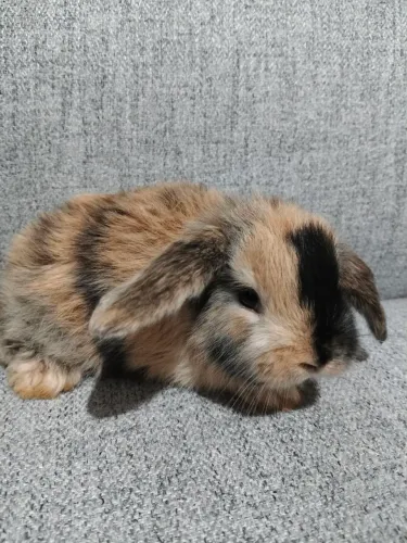 Coelhos