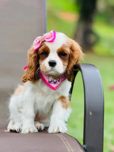 CAVALIER KING CHARLES SPANIEL!!!