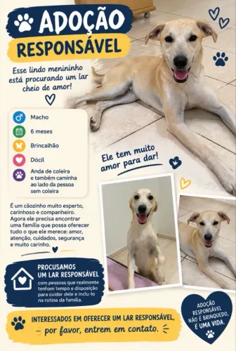Doa-se cachorro