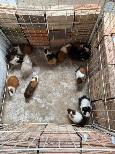 Vendo lote de porquinho da índia!!