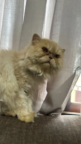Gato persa puro procurando fêmea pra cruzar