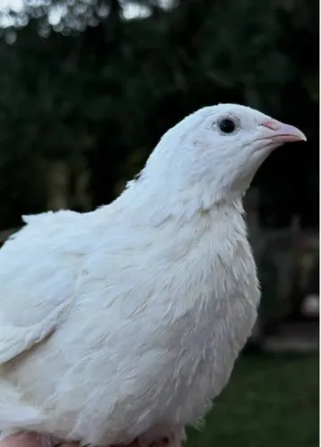 Um Terno de Codorninhas