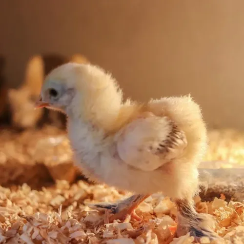 Pintinho de galinha Brahma