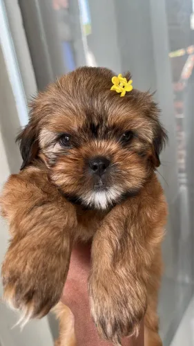Cachorrinha Shih Tzu fêmea