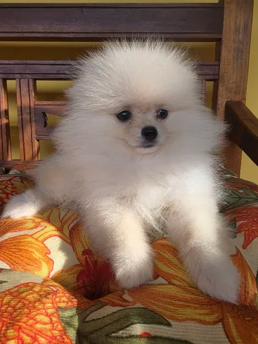 Lulu da pomerania