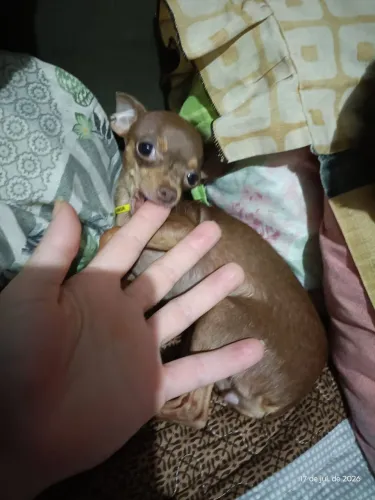 Pinscher fêmeas minúsculas