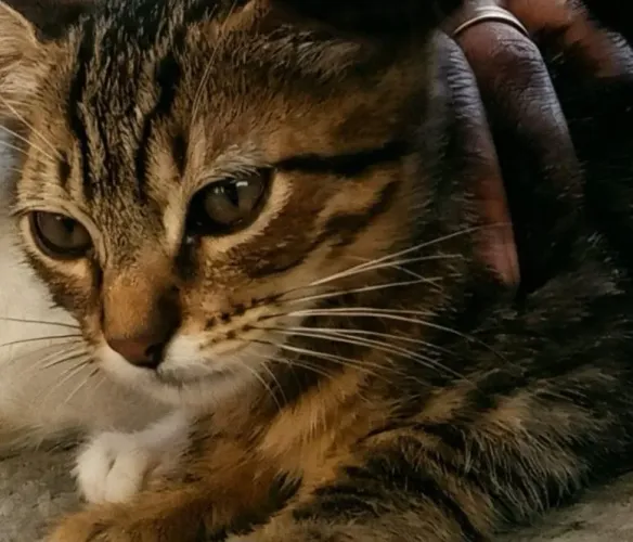 Estou doando filhote de gato macho