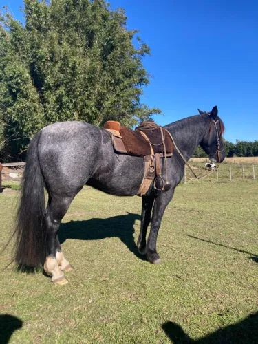 Cavalo mouro para o laço