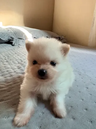 Filhote de Spitz Alemão