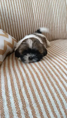 Vende filhotes de Shih Tzu.