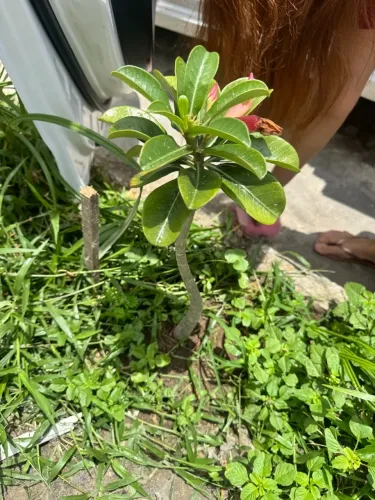 Rosa do deserto