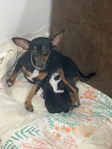 A venda cachorro pincher 
