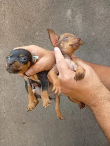 Pinscher Zero pequeno porte