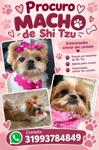 Procuro macho de shih tzu *