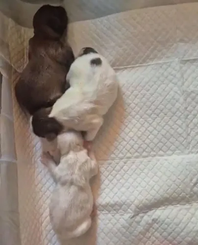 Doação Filhote de Shih Tzu