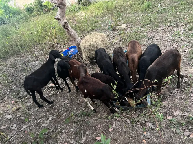 Vendo lote de 10 ovelhas 