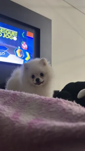 Lulu macho