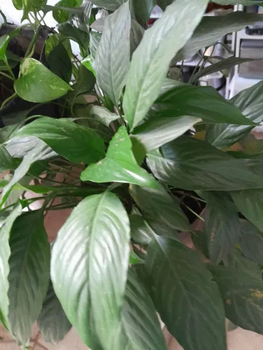 Plantas já pegadas