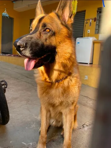 DOAÇÃO RESPONSÁVEL - Pastor Alemão Macho (4 anos)