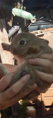 Vendo filhotes de coelhos 