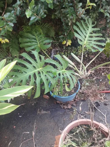 Muda Coetela de Adão - Monstera - costela-de-adão