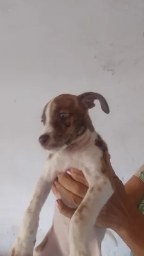 Adote uma cachorra
