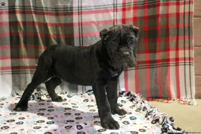 Cane Corso - Últimos Disponíveis | WhatsApp Agora