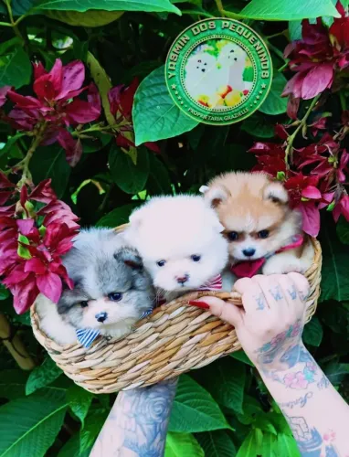 Lulu da Pomerânia de Alto Padrão com Micro chip Promoção Relâmpago 