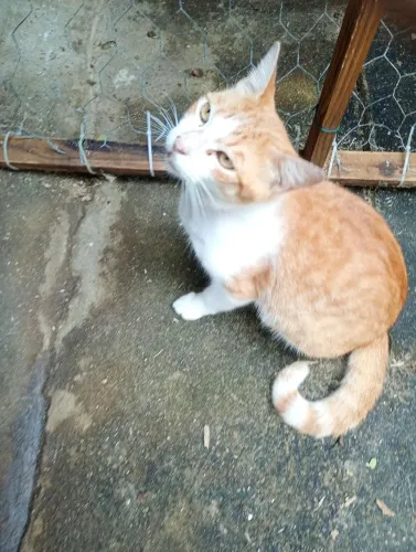 Gatinho castrado para adoção