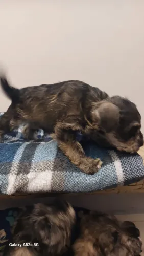 Schnauzer para companhia pet em casa