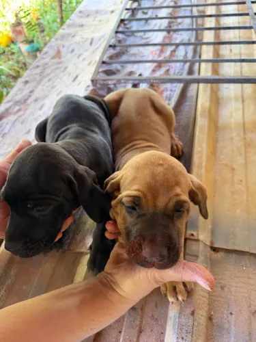 Venda de filhotes de fila brasileiro 