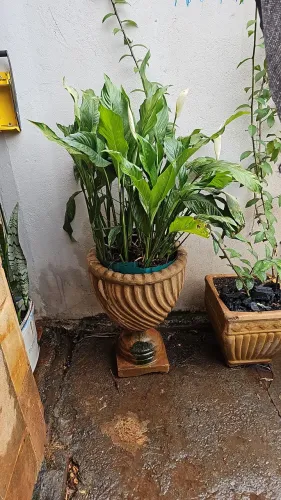 Plantas e vasos