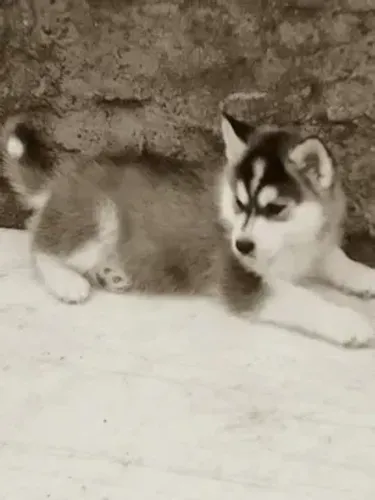 Filhote Husky Siberiano | Difícil Não Se Apaixonar