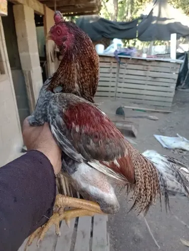 Galo Indio