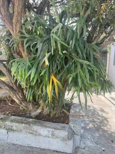 Flor chifre de viado