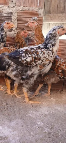 Franguinha sertaneja balão gsb disponível 