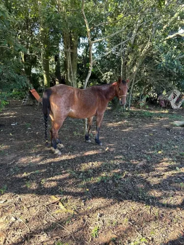 Vendo égua 