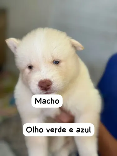 Filhotes de husky siberiano woly, valor 1.000, *70